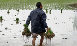 کشت بهاره برنج در شادگان افزایش می‌یابد