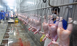 مرغ یارانه‌ای در بازار هندیجان توزیع می‌شود