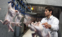 تولید بیش از 25 هزار تن گوشت مرغ در خراسان‌‌رضوی