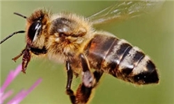 ارزش اقتصادی گرده افشانی زنبور 90 برابر تولید کندو است