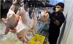 ماهانه 5000 تن مرغ از اصفهان صادر می‌شود