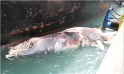اقیانوس‌ پیماها هم‌چنان از نهنگ‌های خلیج فارس قربانی می‌گیرند