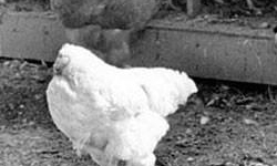 فروش مرغ زنده در شهرستان نور ممنوع است