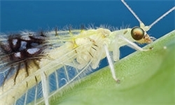 تشکیل موزه حشرات با 1200  گونه در آذربا‌یجان‌شرقی