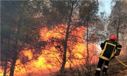 تخریب 35 درصد باغ‌های نخیلات چاه‌ریگان بر اثر آتش‌سوزی