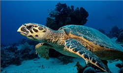 معرفی لاک‌پشت خلیج فارس به عنوان نماد ملی حفاظت از محیط زیست