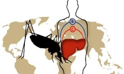 کاهش ابتلا به مالاریا به 419 مورد در ایران