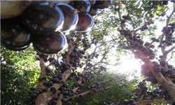باغدار مشگین‌شهری 40 تن انگور برداشت کرد