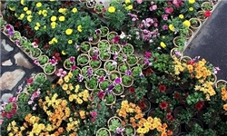 دومین نمایشگاه گل‌های داوودی در مشهد برگزار می‌شود
