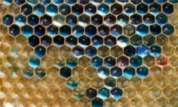 ایجاد 300 شغل با پرورش زنبور عسل در جهرم