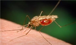 بیماری مالاریا در ریگان کنترل شده است