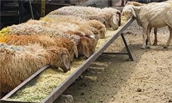 افتتاح واحد پرورش یک‌هزار رأسی گوسفند در جیرفت
