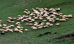 با حمله گرگ‌های وحشی 41 گوسفند تلف شد