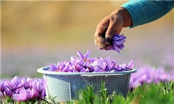 کاهش 60 درصدی تولید زعفران در شهرستان گناباد