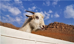 مایه‌کوبی 300 هزار راس گوسفند و بز در سیستان و بلوچستان