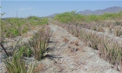 کشت گیاه دارویی آلوئه‌ورا در منطقه خشت