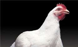 قطب تولید مرغ گوشتی در دام آنتی‌بیوتیک