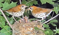 نخستین مشاهده 2 گونه جدید پرنده در خراسان رضوی