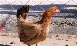 پرورش مرغ بومی به اشتغال روستاییان کمک می‌کند