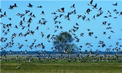 موج جدید مهاجرت پرندگان به آبگیرهای فومن