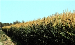 پیش‌بینی تولید 200 تن بذر ذرت در جنوب کرمان