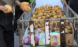 افتتاح بازارچه میوه و تره‌بار آستارا در دهه فجر