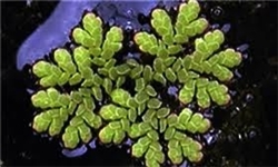 مرگ جلبک ارزشمند دونالیلا سالینا در زیستگاه