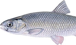 1000 تن ماهی به تولید سالانه فارس افزوده می‌شود