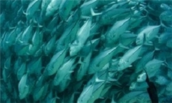 پایان مطالعات مجتمع پرورش ماهی در پایین سد آغ‌چای