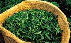 خریداران 4 کیلو برگ سبز چای بدون یارانه مجوز واردات می‌گیرند