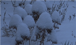 نخستین برف زمستانه شهر ایلام را سفیدپوش کرد