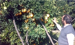 رکورد تولید پرتقال دنیا در مازندران شکست/مقدمات ارزآوری فراهم شود