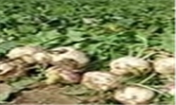 برداشت 8 هزار تن شلغم و هویج از اراضی خاش