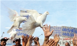 رقابت «کبوتران نامه‌بر» در پاکستان/رقص کبوتر برای برقراری صلح +تصاویر