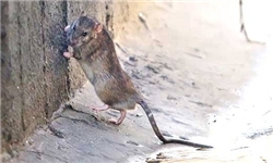 سخنان جالب شهردار اسبق "پایتخت اقتصادی" در مورد موش‌های "پایتخت"