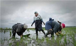 کشت برنج در 97 درصد شالیزارهای فومن