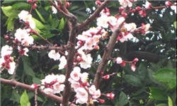 درختان مازندران شکوفه دادند