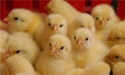 جوجه‌های مرغ گوشتی در همدان بیمه می‌شوند