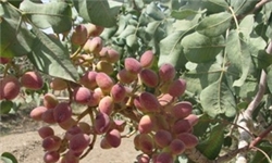 تولید 85 درصد از پسته آذربایجان‌‌شرقی در اراضی حاشیه دریاچه ارومیه
