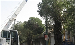هرس 10 هزار اصله درخت در شهر قزوین به اتمام رسید