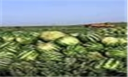 تولید بیش از 58 هزار تن محصولات جالیزی در استان بوشهر