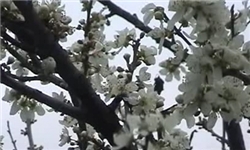 درختان ریگان رخت نو به تن کردند/ استشمام بوی بهار نارنج در دل کویر