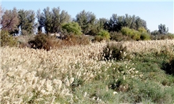 کاشت انبوه گیاه جاتروفا در 1000 هکتار زمین در پارس جنوبی