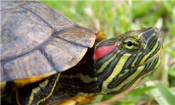 تولد بیش از 800 لاک‌پشت عقابی در ساحل شیب دراز جزیره قشم