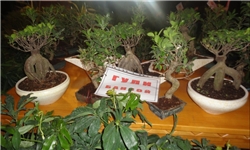 ساخت مستند دومین نمایشگاه گل و گیاه کرج در سیمای البرز