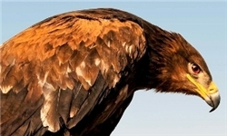 کشف 17 بهله از پرندگان ارزشمند شکاری در خراسان رضوی
