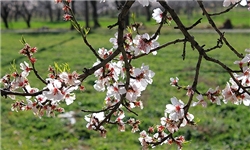 جشنواره صدای بهار در بهمئی برگزار شد