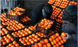 گوجه‌فرنگی در ایستگاه سقوط قیمت / پرتقال همچنان پیشتاز رقابت‌ها