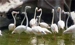 ایجاد موزه حیات وحش و باغ پرندگان در کنار تالاب «آلماگل»