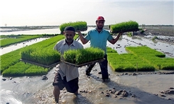 کشت برنج در بیش از 9 هزار هکتار از اراضی شالیزاری نکا